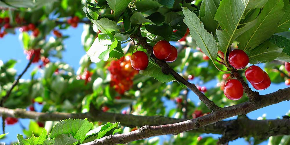 Planting Fruit Trees For Your Garden
